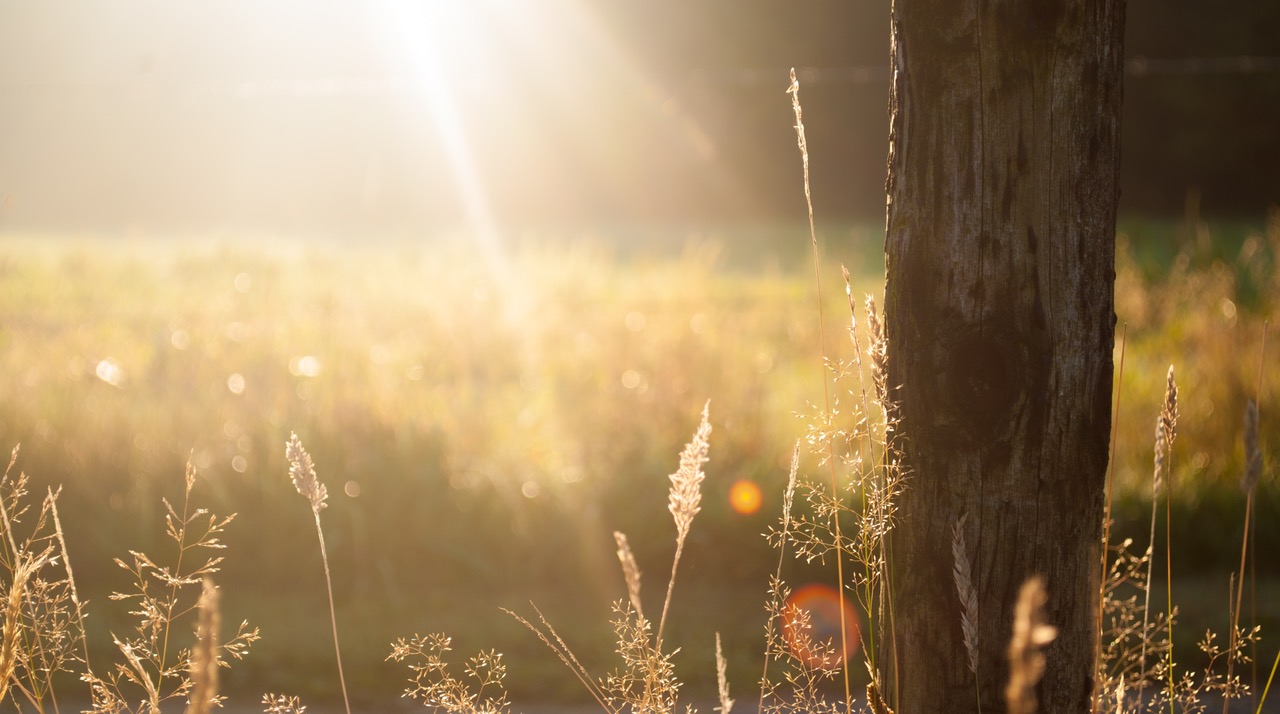 Summer meadow